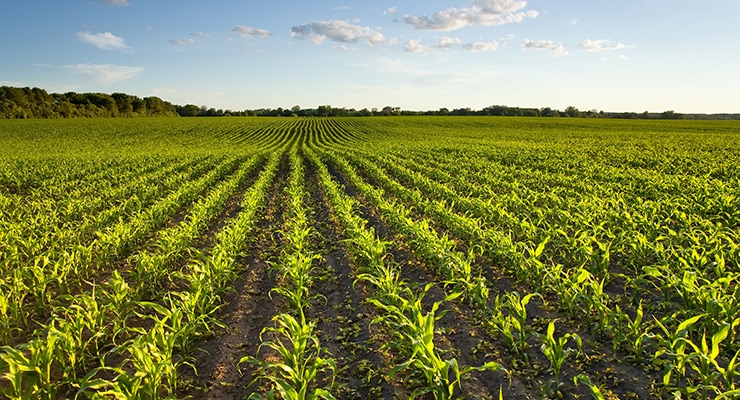 Campaign Looks to Elevate Food to the Ballot Box